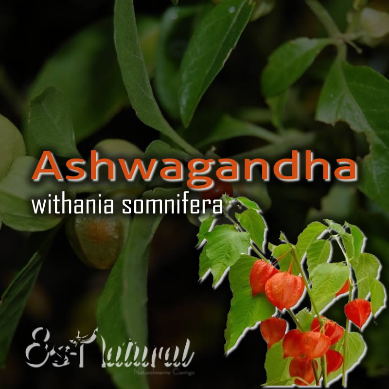 Ashwagandha (withania somnifera) | Ginseng Indio | Cereza de Invierno
